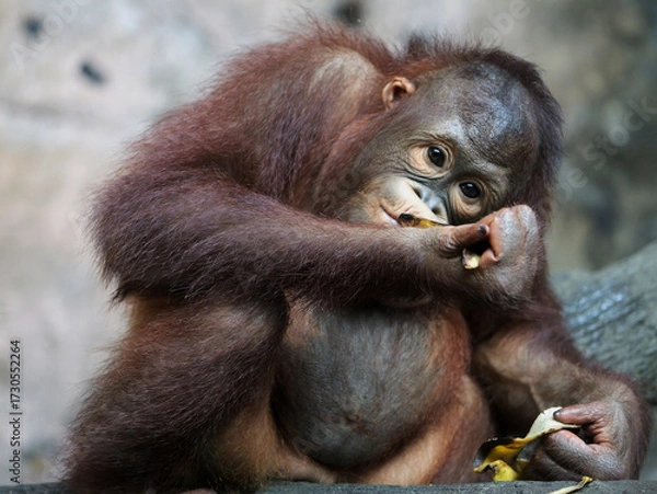 Obraz Baby Bornean Orang Utan Kalimantan enjoying meals and looking at camera. The Bornean orangutan, Pongo pygmaeus, is a species of orangutan native to the island of Borneo. 