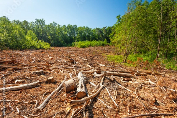 Fototapeta View in the forest after cutting down trees