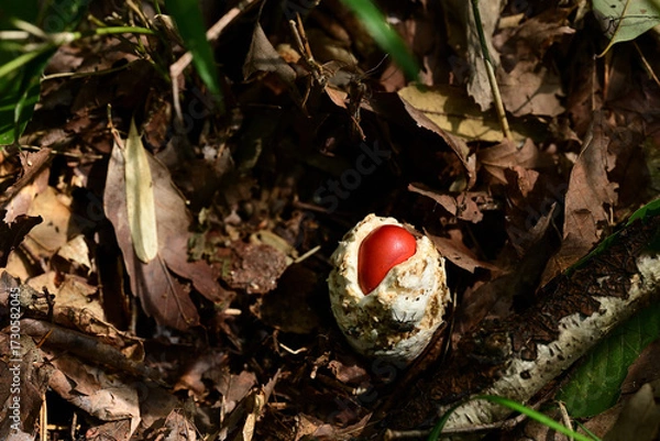 Obraz タマゴのような白い殻をやぶって出てきたタマゴタケ