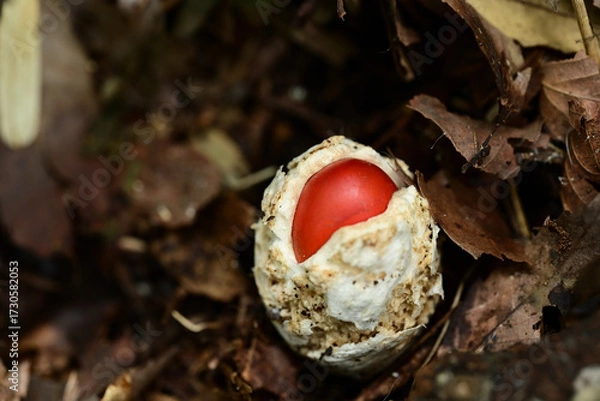 Obraz タマゴのような白い殻をやぶって出てきたタマゴタケ