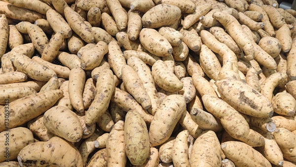 Obraz Cilembu sweet potato, Cilembu sweet potato, Ipomoea Batatas. Sweet potatoes have been popular in Indonesia since the 1990s.