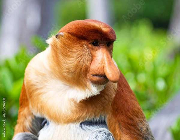 Fototapeta Proboscis monkey at the zoo, closeup. AI