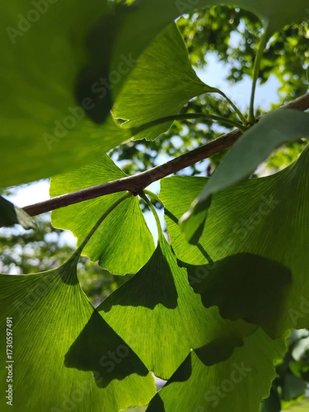Fototapeta Green ginkgo tree blossoms in the garden on a sunny day close-up