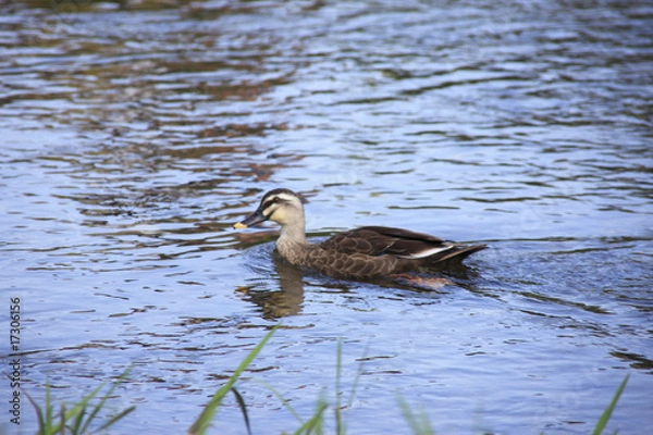 Fototapeta 鴨川の鴨
