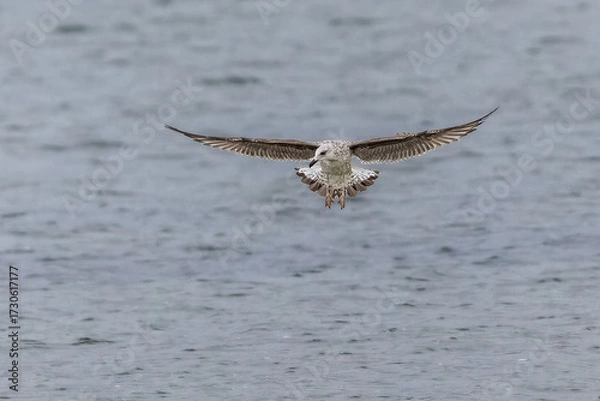 Obraz European Herring Gull in a pond in autumn light