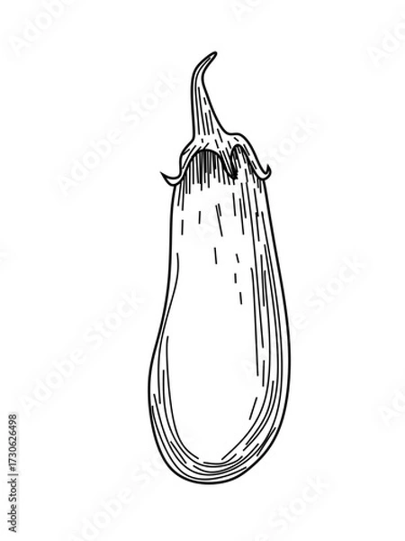 Fototapeta hand drawn vector illustration of an eggplant