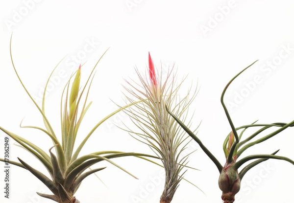 Obraz Tillandsia
