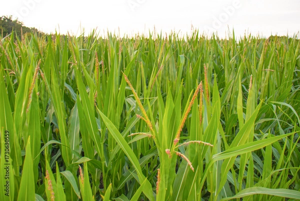 Fototapeta green cornfield with tall leaves and emerging tassels in summer