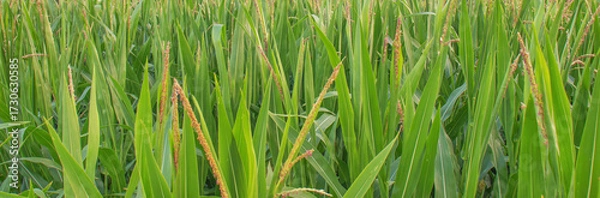 Fototapeta green cornfield with tall leaves and emerging tassels in summer
