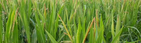 Fototapeta green cornfield with tall leaves and emerging tassels in summer