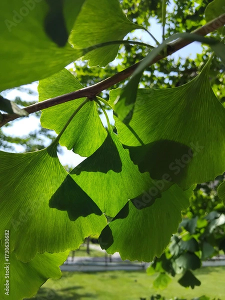 Fototapeta Green ginkgo tree blossoms in the garden on a sunny day close-up