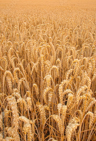Fototapeta Golden wheat field with ripe ears of grain ready for harvest