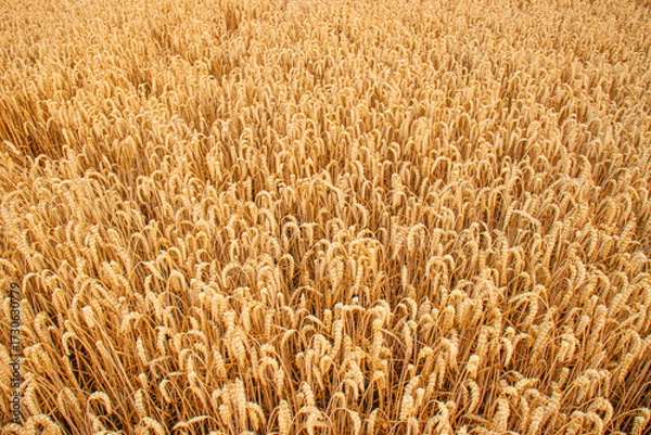 Fototapeta Golden wheat field with ripe ears of grain ready for harvest