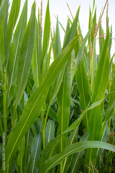 Fototapeta green cornfield with tall leaves and emerging tassels in summer