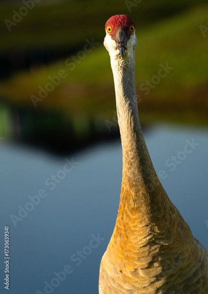 Obraz Sandhill crane staring