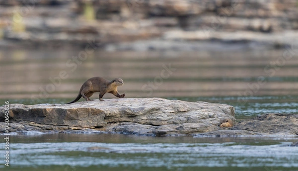 Obraz Smooth Coated Otters