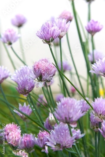 Fototapeta Blühender Schnittlauch