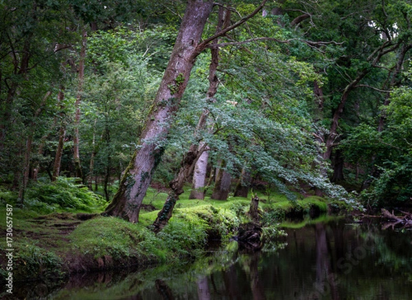 Fototapeta forest stream in british new forest national landscape