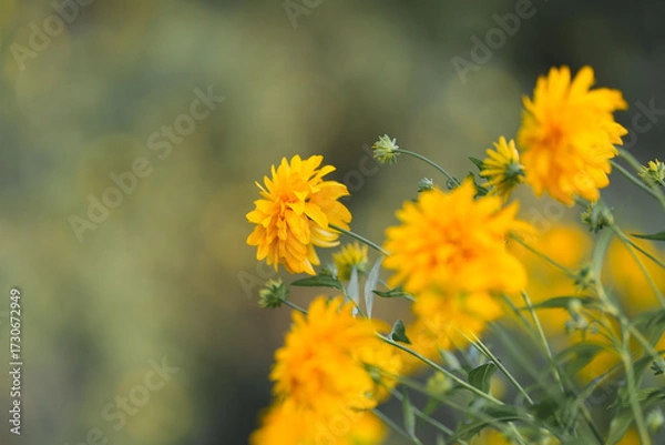 Fototapeta Bright yellow flowers bloom in a garden during the sunny afternoon, showcasing their vibrant beauty against a soft blurred background