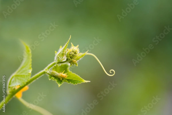 Fototapeta Green tendril of a young plant of cucumber curling against a soft blurred background in nature during daylight hours