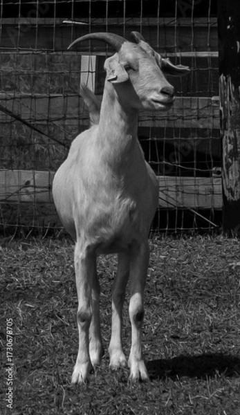 Fototapeta white goat in stable