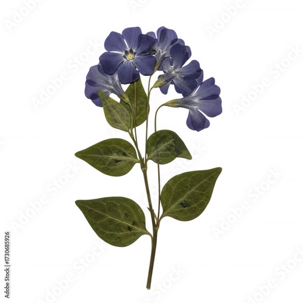 Fototapeta Delicate blue periwinkle flower cluster with green leaves isolated on a transparent background bloom