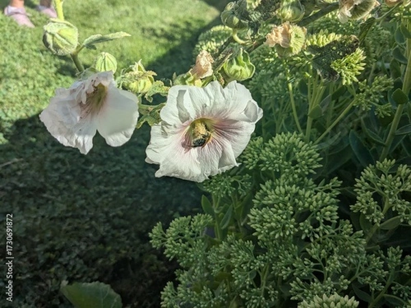Fototapeta white flowers