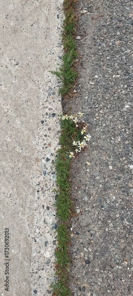 Fototapeta path in the park