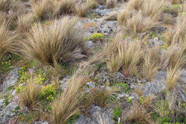 Fototapeta wild vegetation at admirals arch at kangaroo island in australia 