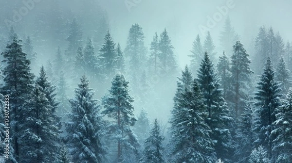 Fototapeta Dense boreal forest with snow-covered pine trees and winter fog