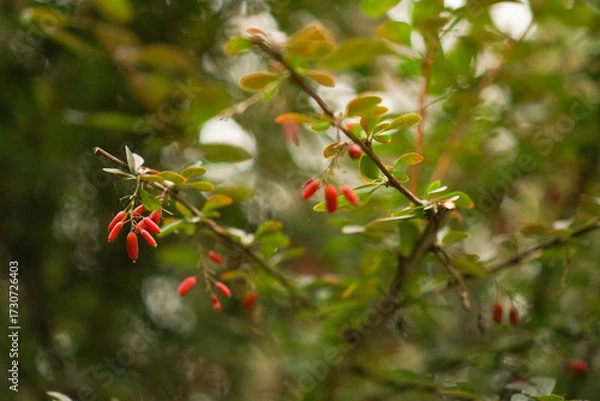 Obraz Branch with vibrant red berries surrounded by lush green leaves in a natural setting displaying details of nature's beauty. Focus on the texture and shape of the berries.
