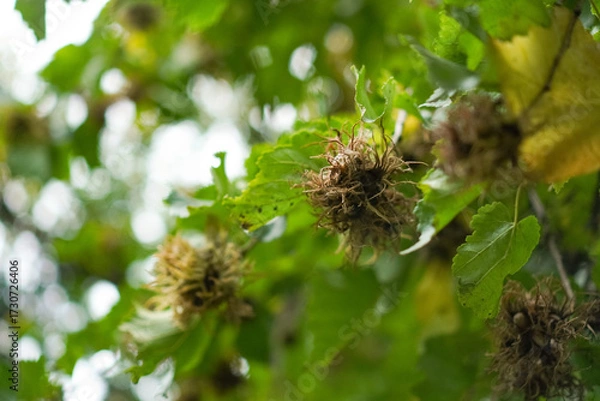 Obraz Branch with vibrant red berries surrounded by lush green leaves in a natural setting displaying details of nature's beauty. Focus on the texture and shape of the berries.

