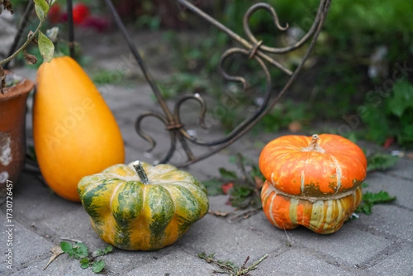 Obraz Decorative pumpkins displayed on a cobblestone path, showcasing a variety of shapes and colors in a rustic garden setting, perfect for autumn and harvest-themed decorations.

