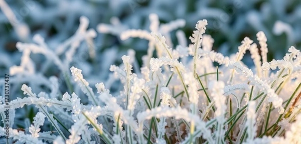 Fototapeta Intricate icy patterns on frosted blades of grass,  background,  detail