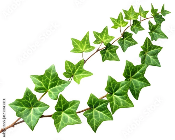 Fototapeta Green ivy vine branch with leaves isolated on transparent background