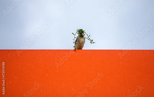 Fototapeta The red and white flag of Poland and a sparrow with a twig in its beak for building a nest.