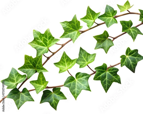 Fototapeta Green ivy vine with starshaped leaves isolated on transparent background