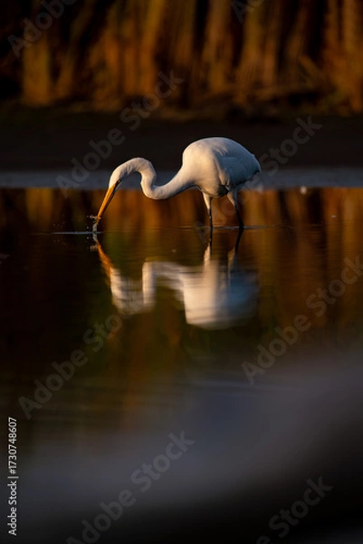 Fototapeta Great Egret Hunting in Shallow Water at Sunset with Reflection