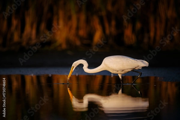 Fototapeta Great Egret Hunting in Shallow Water at Sunset with Reflection