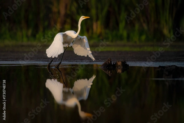 Fototapeta Great Egret Taking Off in Wetland Habitat
