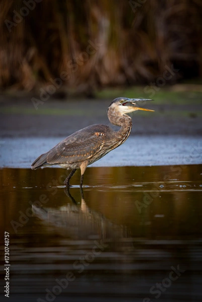 Fototapeta Great Blue Heron (Ardea herodias) Catching a Fish in Shallow Water at Sunset