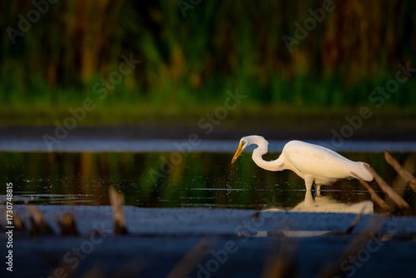 Fototapeta Great Egret Hunting in Shallow Water at Sunset with Reflection
