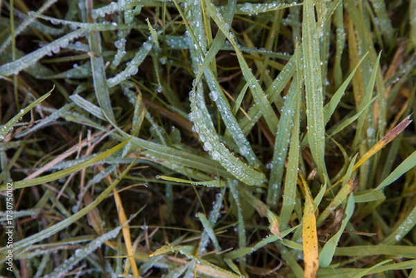 Fototapeta The first frosts on the grass. Frozen droplets on the grass.