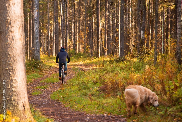 Fototapeta A cyclist is riding a bicycle in an autumn park.