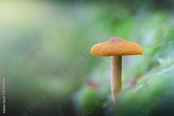 Fototapeta surprise webcap mushroom focus stack green bokeh
