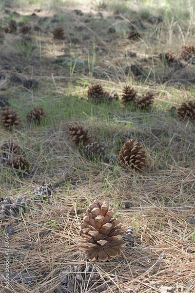 Obraz pine cones