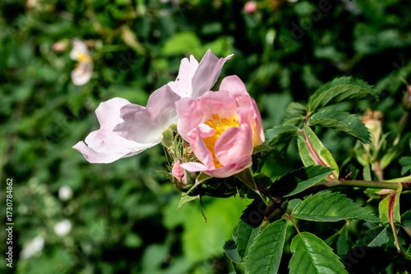 Fototapeta wild rose
