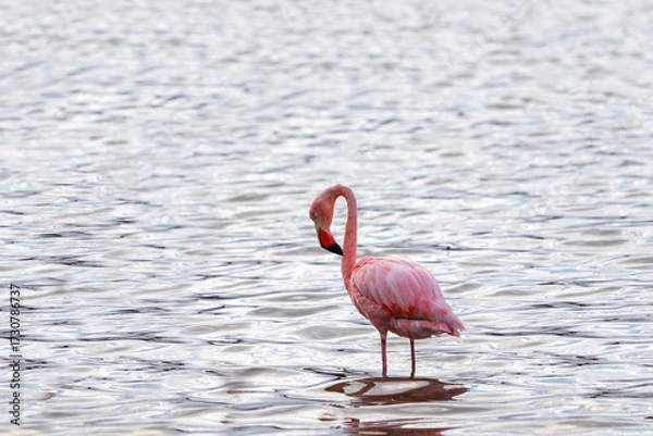 Fototapeta Flamingo in Isabela Island ,Galapagos, ecuador