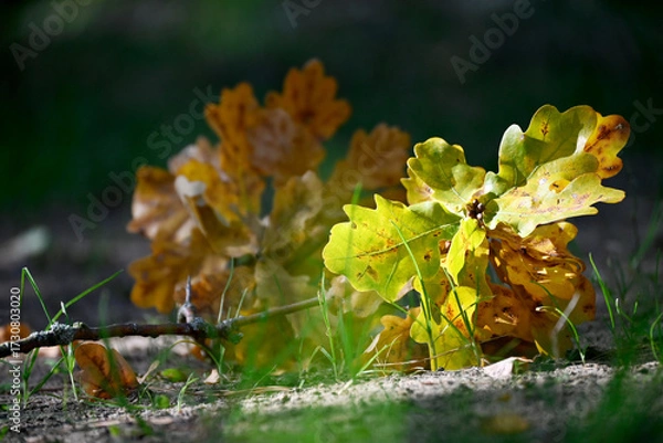 Fototapeta Herbstlaub