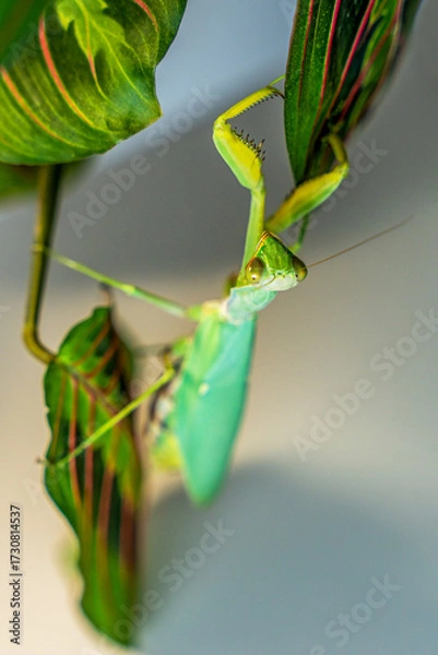 Fototapeta A vibrant green tree mantis (Hierodula tenuidentata) perched menacingly on a leaf, showcasing its powerful and sharp leg parts against a softly blurred background. 